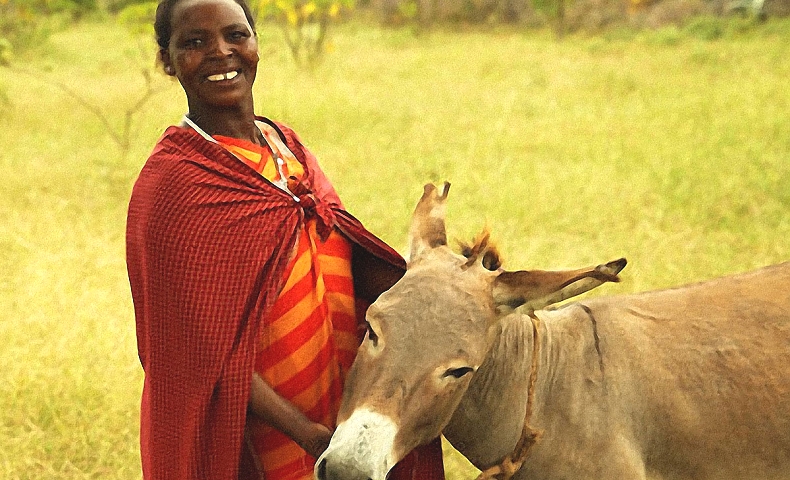 Maasai Donkey