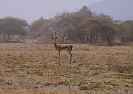 Thomson Gazelle