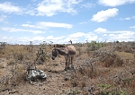 Donkey Riding with Maasai
