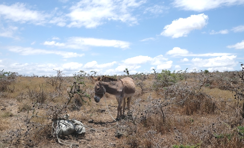 Donkey Riding with Maasai